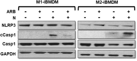 Abstract 1537 Figure 3